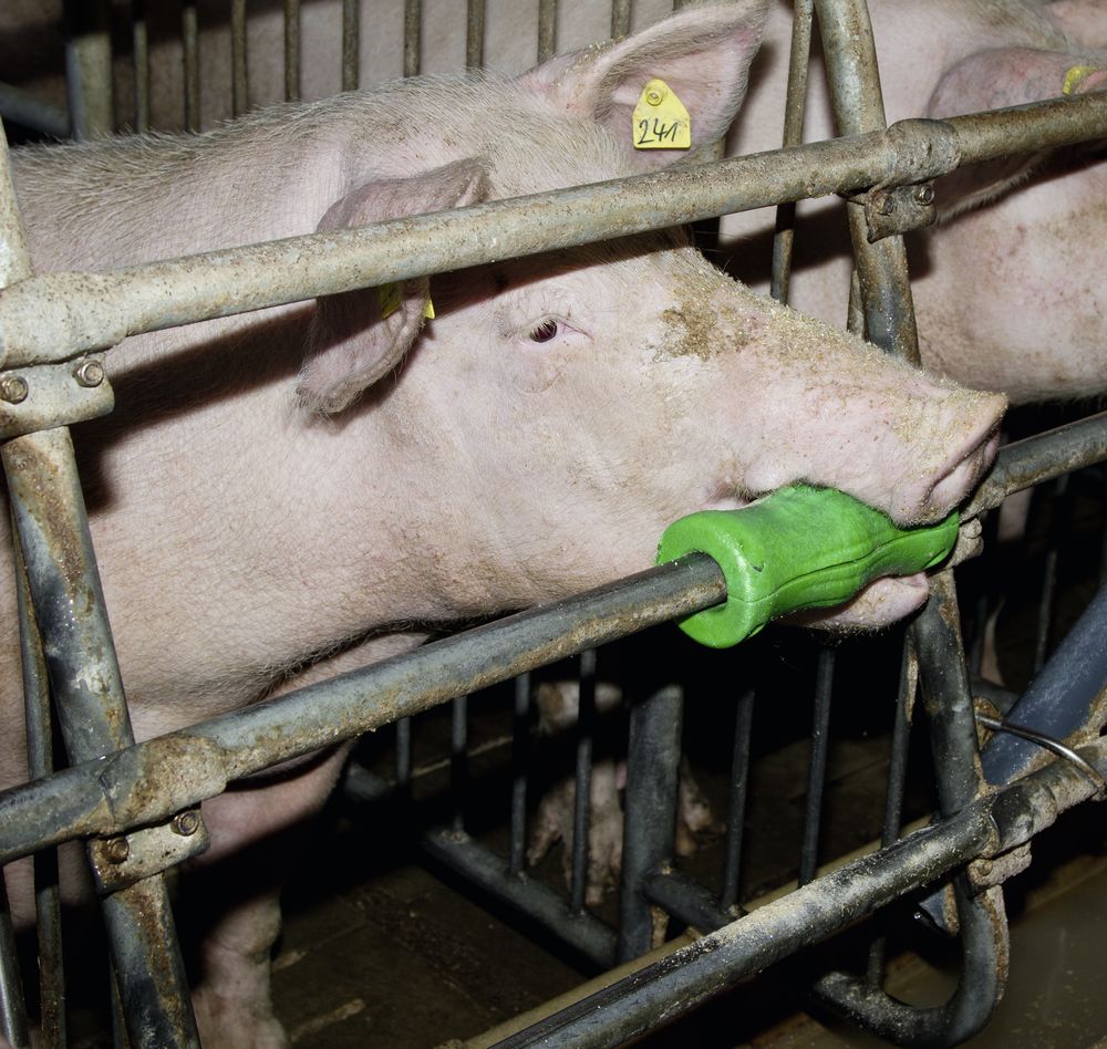 KERBL Beißzylinder für Schweine