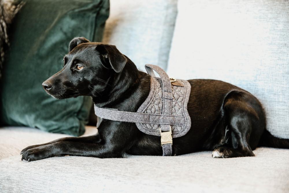KENTUCKY® DOGWEAR Hundegeschirr Body Safe Wolle, grau