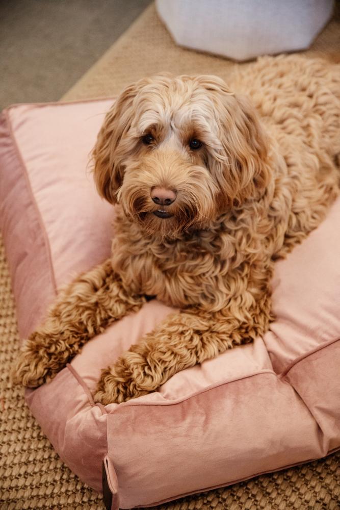KENTUCKY® DOGWEAR Hundekissen aus Samt, altrosa