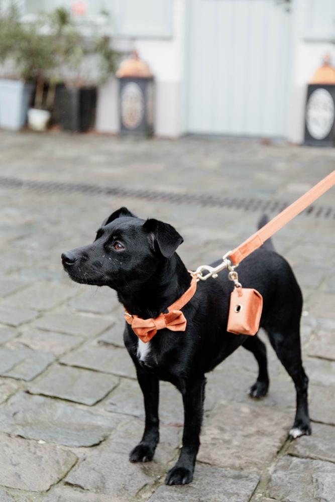 KENTUCKY® DOGWEAR Hundekotbeutelhalter Square, orange