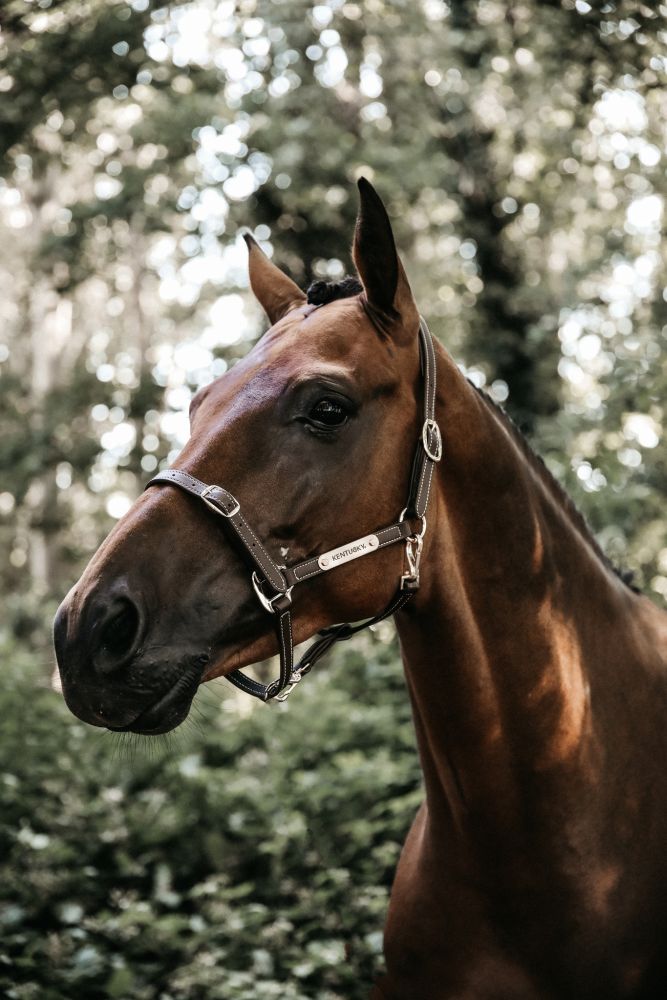KENTUCKY® HORSEWEAR Lederhalfter flexibel