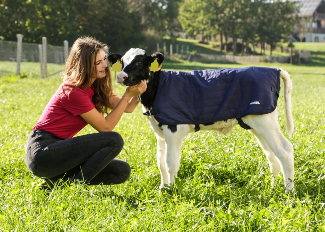 Eine Frau streichelt ein Kalb, das die dunkelblaue, gesteppte KERBL Kälberdecke EasyWear auf einer Wiese trägt.
