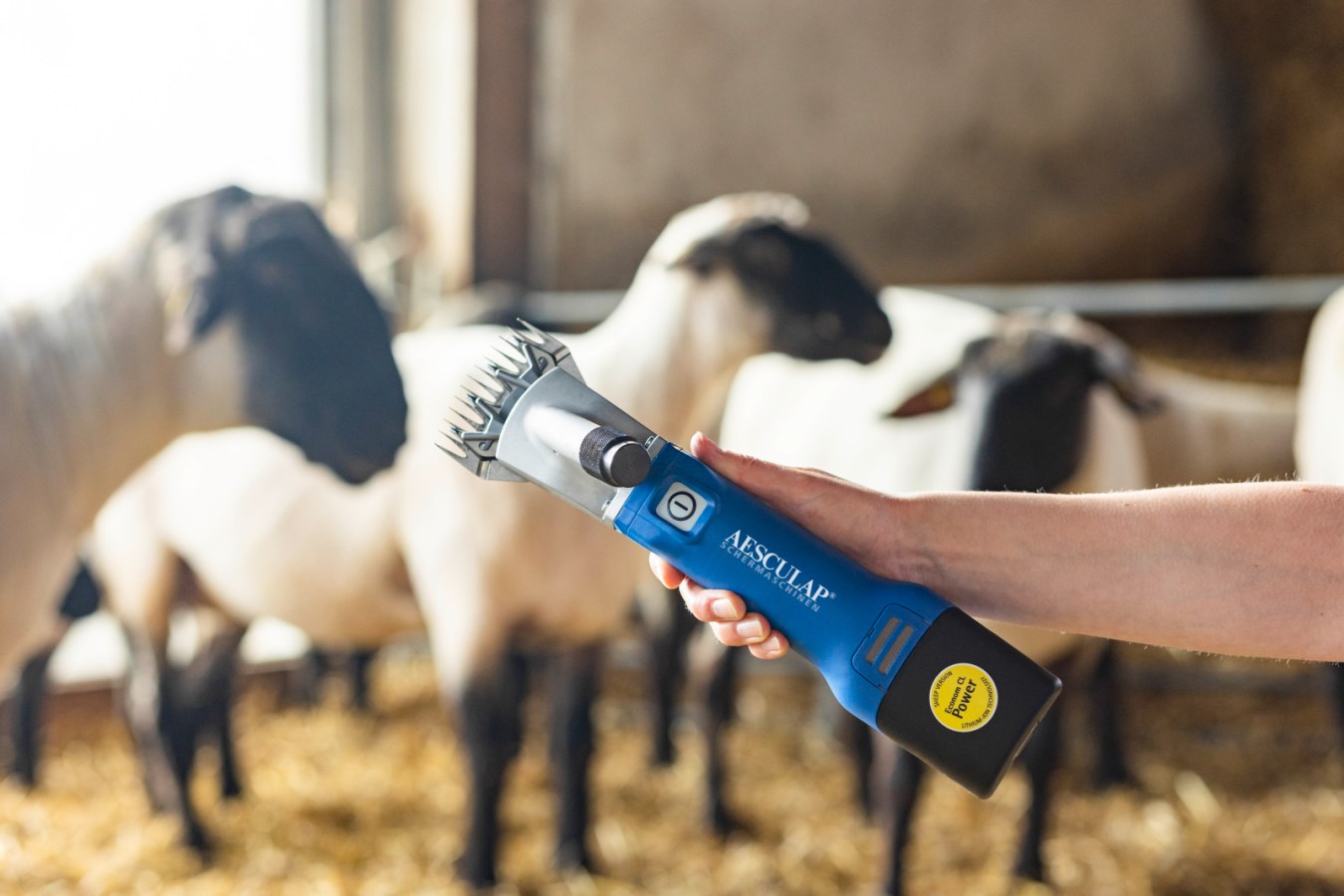 Hand hält die blaue AESCULAP Econom NOVA CL Akkuschermaschine für Schafe in einem Stall mit Stroh.