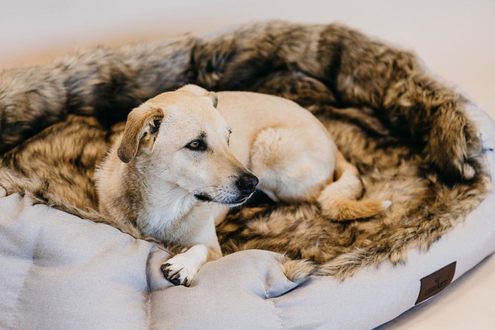 KENTUCKY® DOGWEAR Hundebett Cave, braun