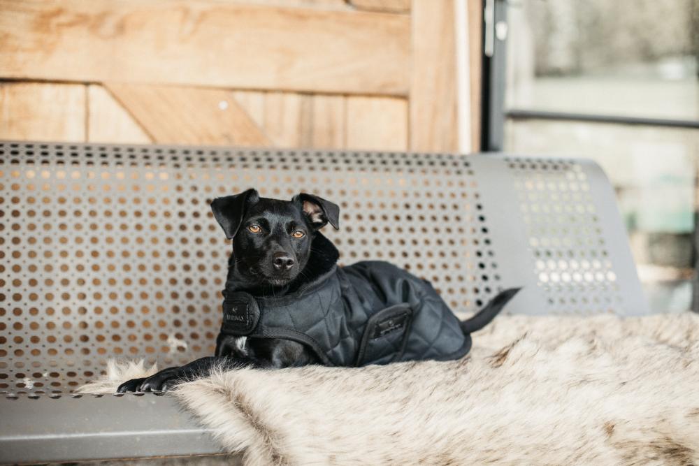 KENTUCKY® DOGWEAR Hundemantel Original 160 g, schwarz