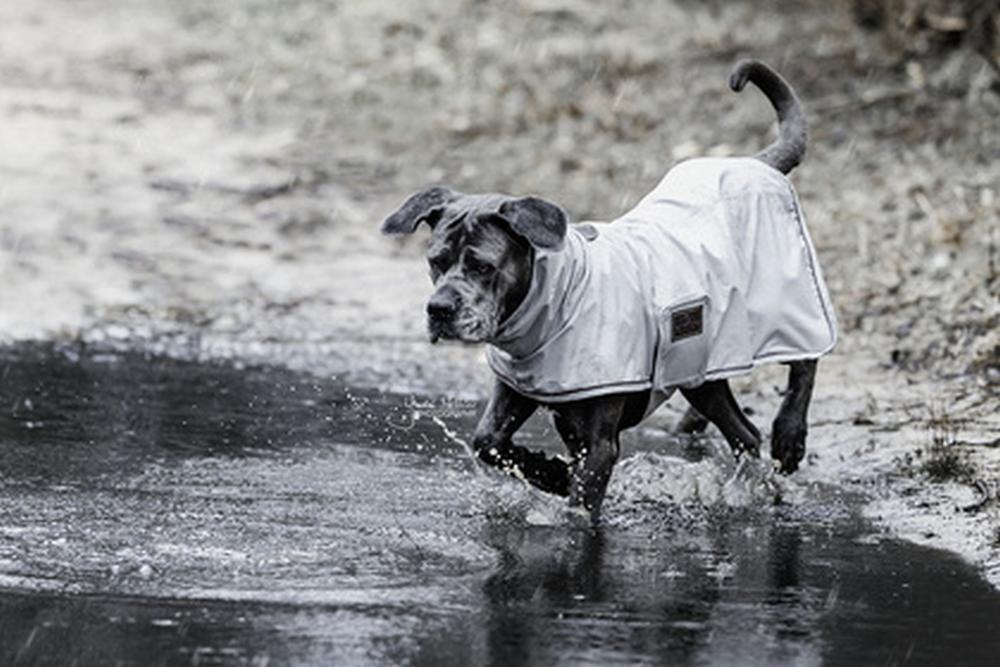 KENTUCKY® DOGWEAR Hunderegenjacke, dusty blue