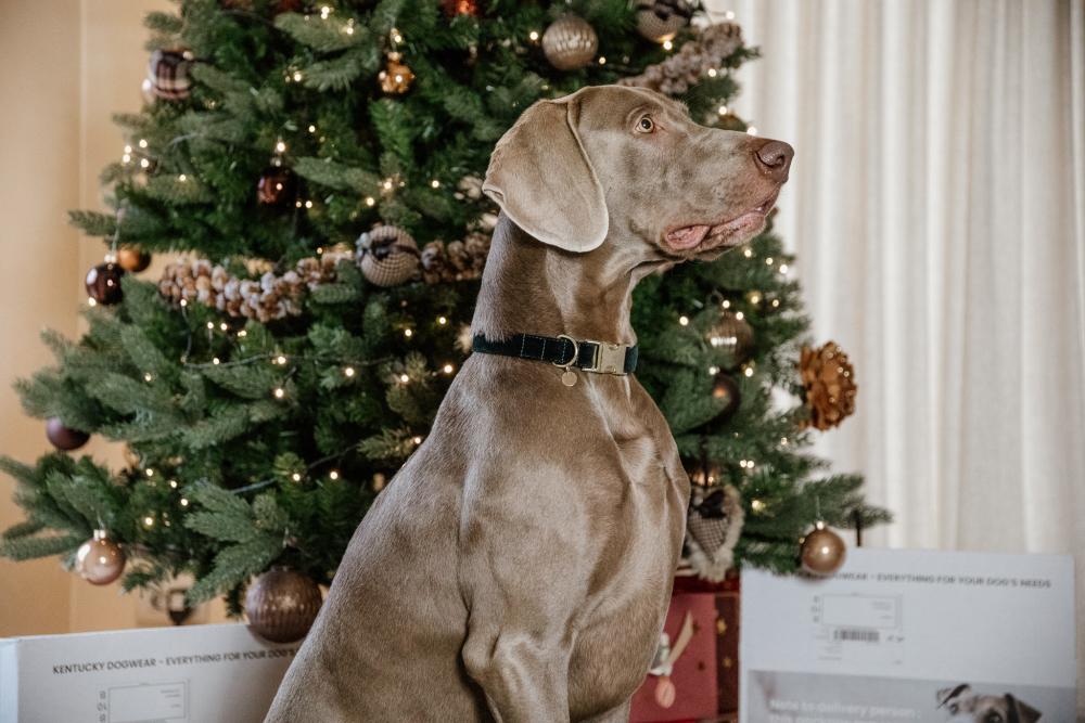 KENTUCKY® DOGWEAR Hundehalsband Kord, tannengrün