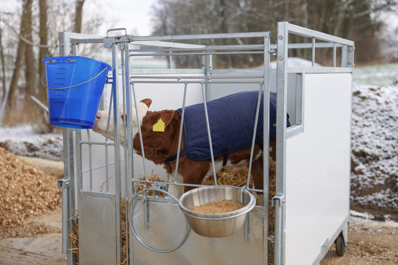 Ein junges, braun-weißes Kalb trägt die blaue, gesteppte Kälberdecke EasyWear in einer Kälberbox im Freien.