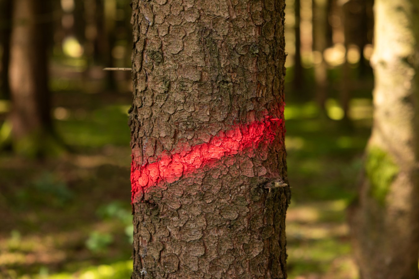 KERBL Markierungsspray Forst Neon
