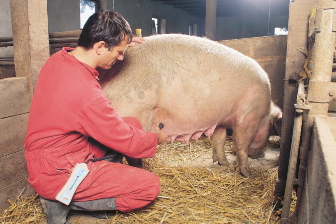 RHEINTECHNIK HK Trächtigkeitsdiagnosegerät für Schweine