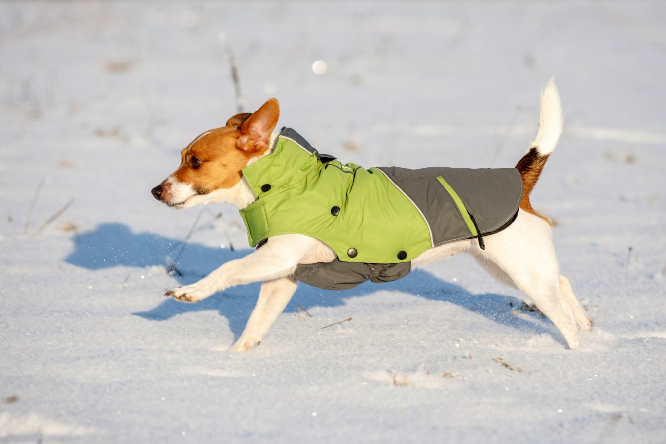 Ein kleiner Hund trägt den grünen und grauen KERBL Hundemantel Vancouver und rennt damit durch den Schnee.