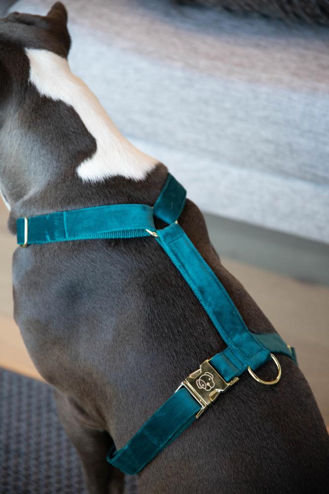 KENTUCKY® DOGWEAR Hundegeschirr Samt, smaragdgrün
