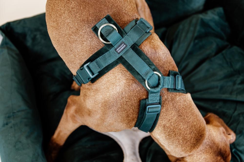 KENTUCKY® DOGWEAR Hundegeschirr Aktiv aus Samt, tannengrün