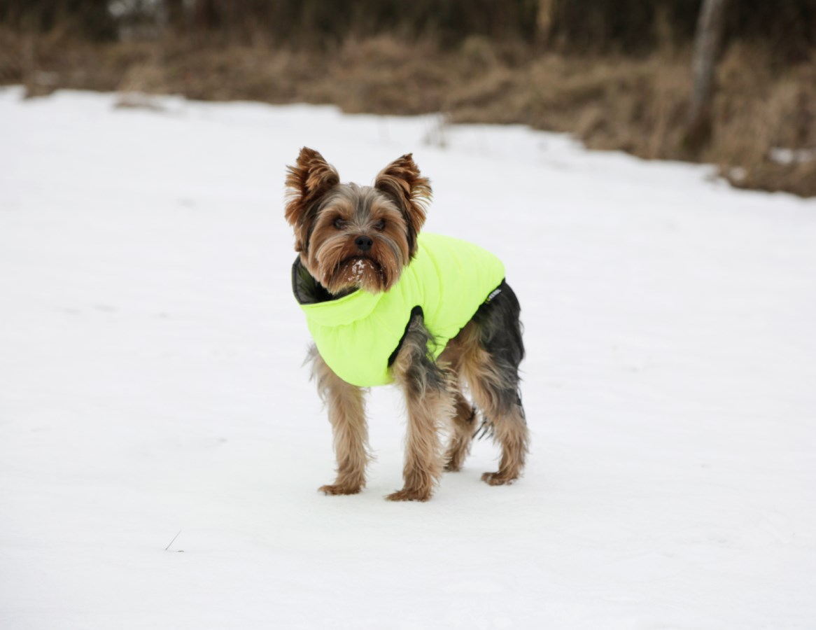 Ein kleiner Yorkshire Terrier trägt den neongelben KERBL Steppmantel Charmonix und steht im winterlichen Schnee.