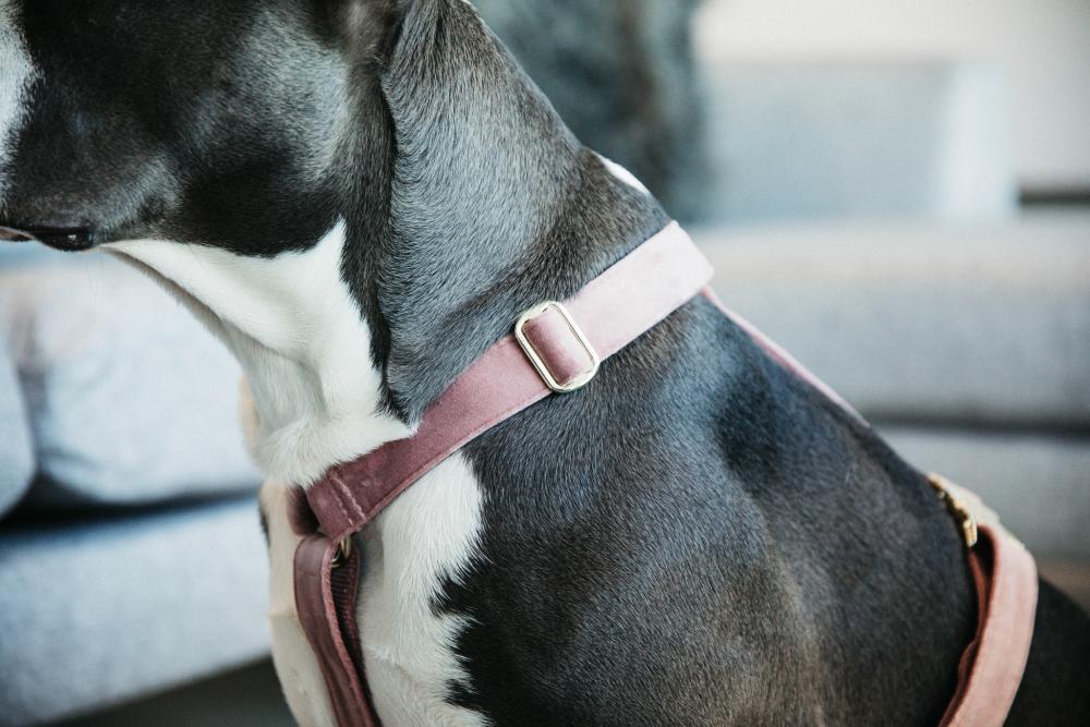 KENTUCKY® DOGWEAR Hundegeschirr Samt, altrosa
