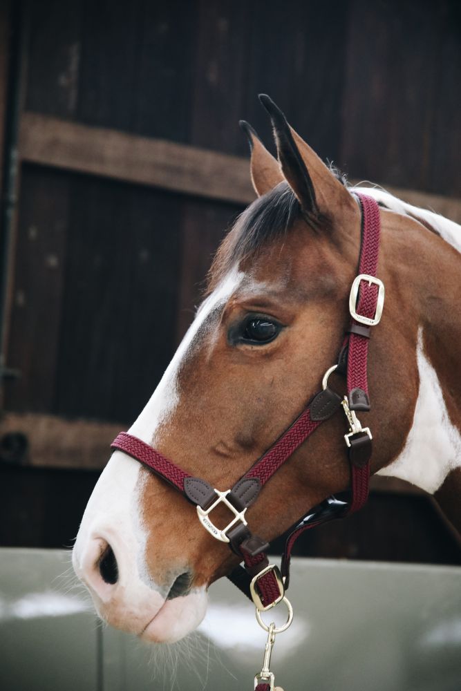 KENTUCKY® HORSEWEAR geflochtenes Nylon Halfter, bordeaux