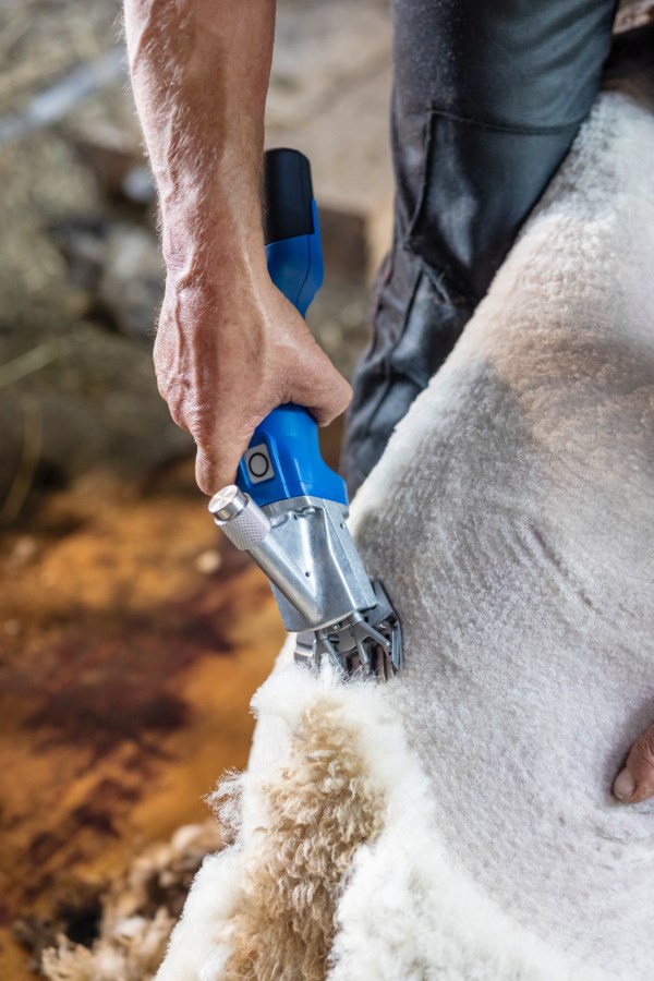 Die blaue AESCULAP Econom CL Akkuschermaschine für Schafe im Einsatz beim Scheren von dicker, weißer Wolle.