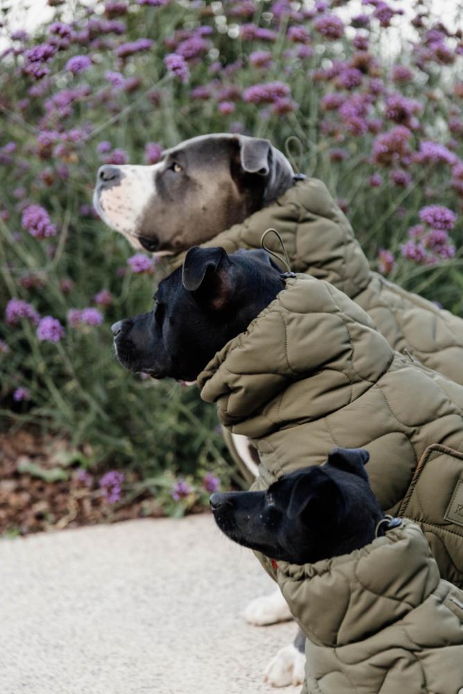 KENTUCKY® DOGWEAR Hundemantel Winter Pina, tannengrün