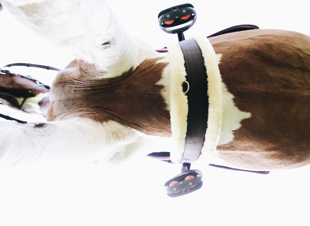 KENTUCKY® HORSEWEAR Lammfell Sattelgurt, schwarz