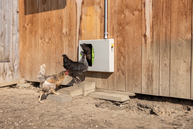KERBL SmartCoop Hühnerklappe