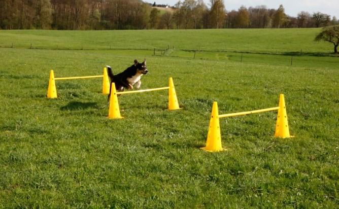 KERBL Agility Pylonen-Hürden Set, gelb, 3 Hürden