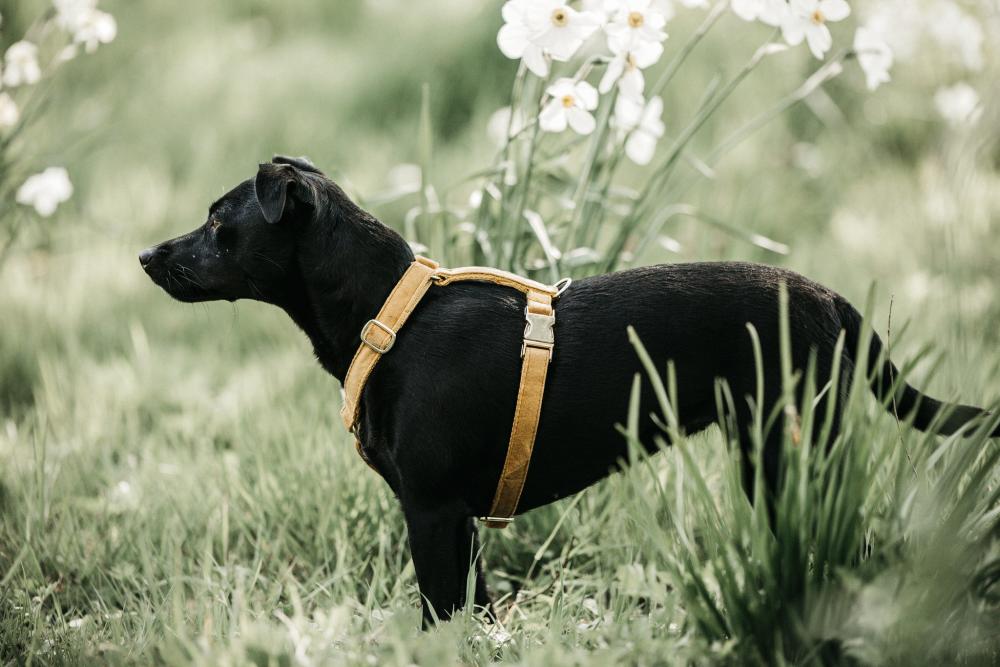 KENTUCKY® DOGWEAR Hundegeschirr Samt, senfgelb