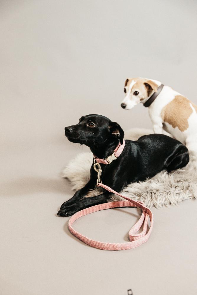 KENTUCKY® DOGWEAR Hundeleine aus Wolle 120 cm, altrosa