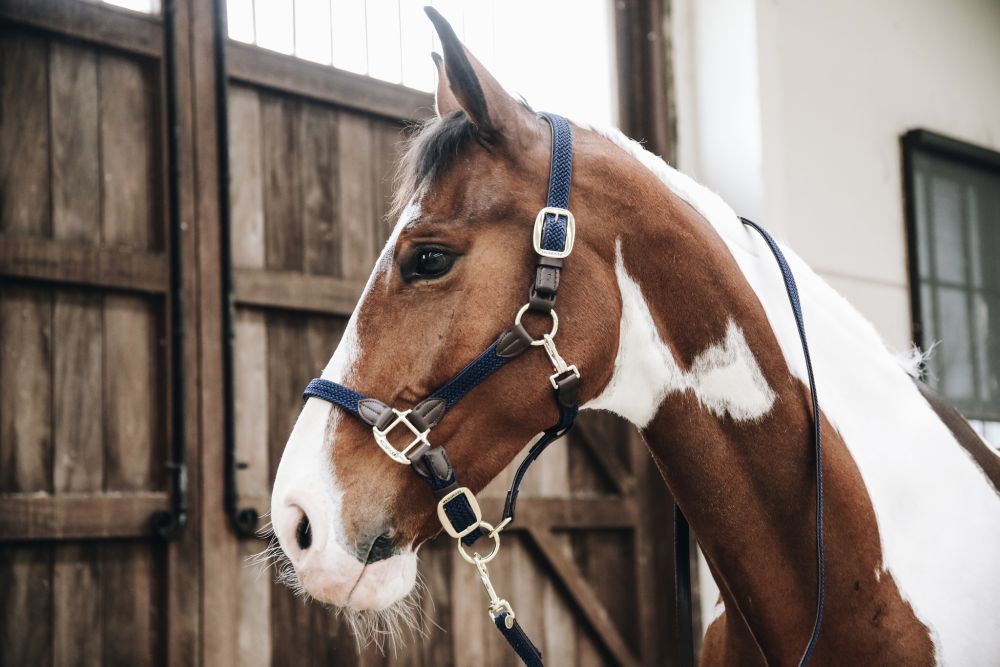 KENTUCKY® HORSEWEAR geflochtener Nylon Führstrick