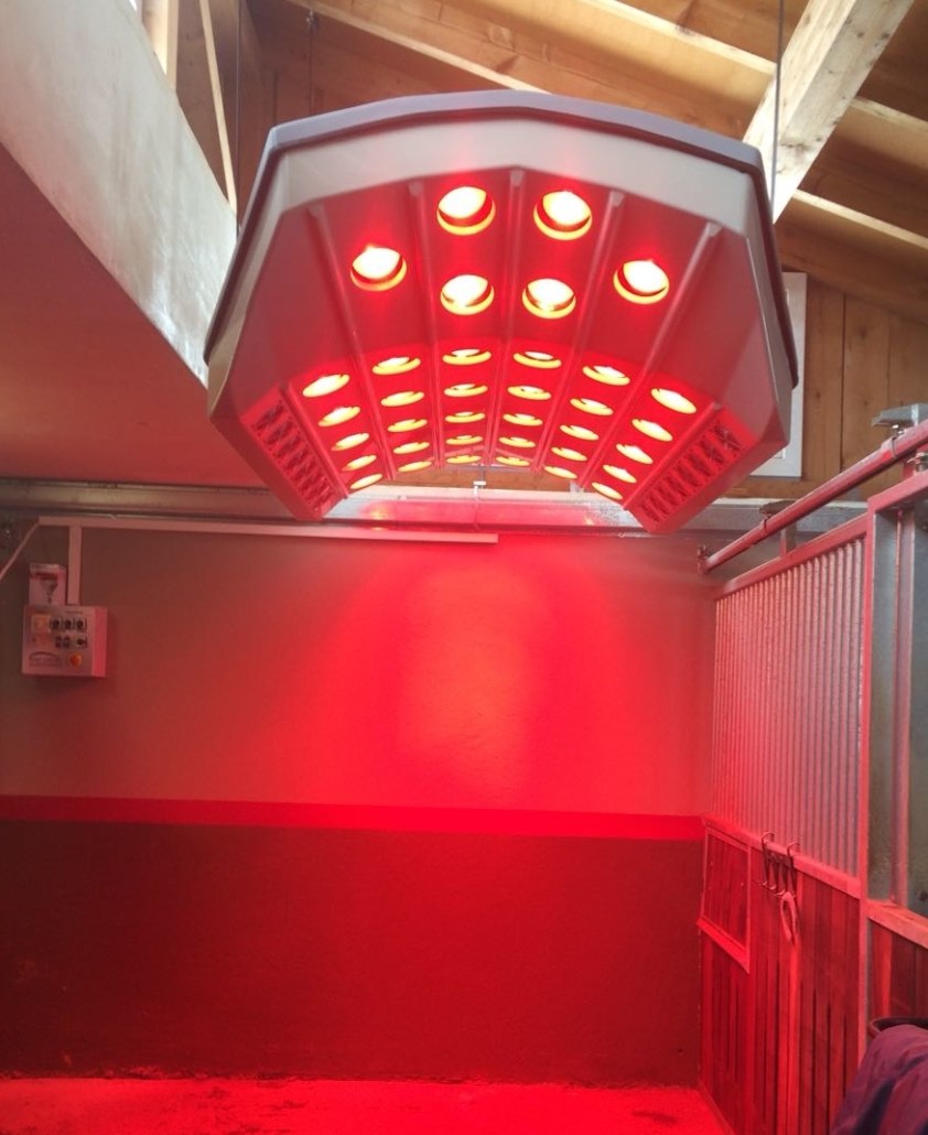 SUMMERWIND Pferdesolarium Premium SUMMERWIND Pferdesolarium Premium hängt von der Holzdecke eines Stalls und leuchtet mit roten Infrarotlampen.