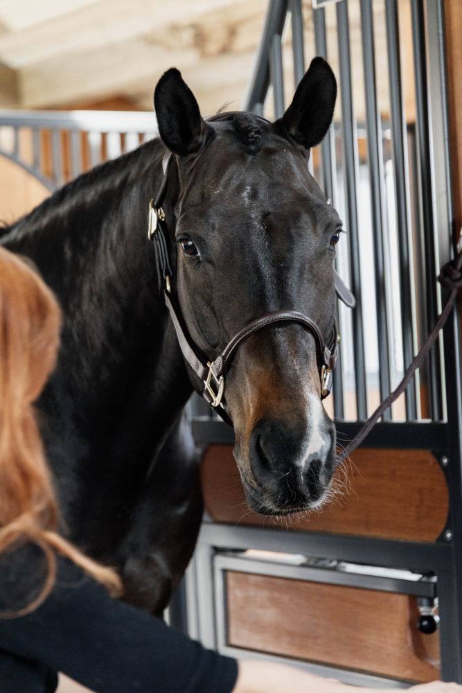 KENTUCKY® HORSEWEAR Anatomic Lederhalfter, braun