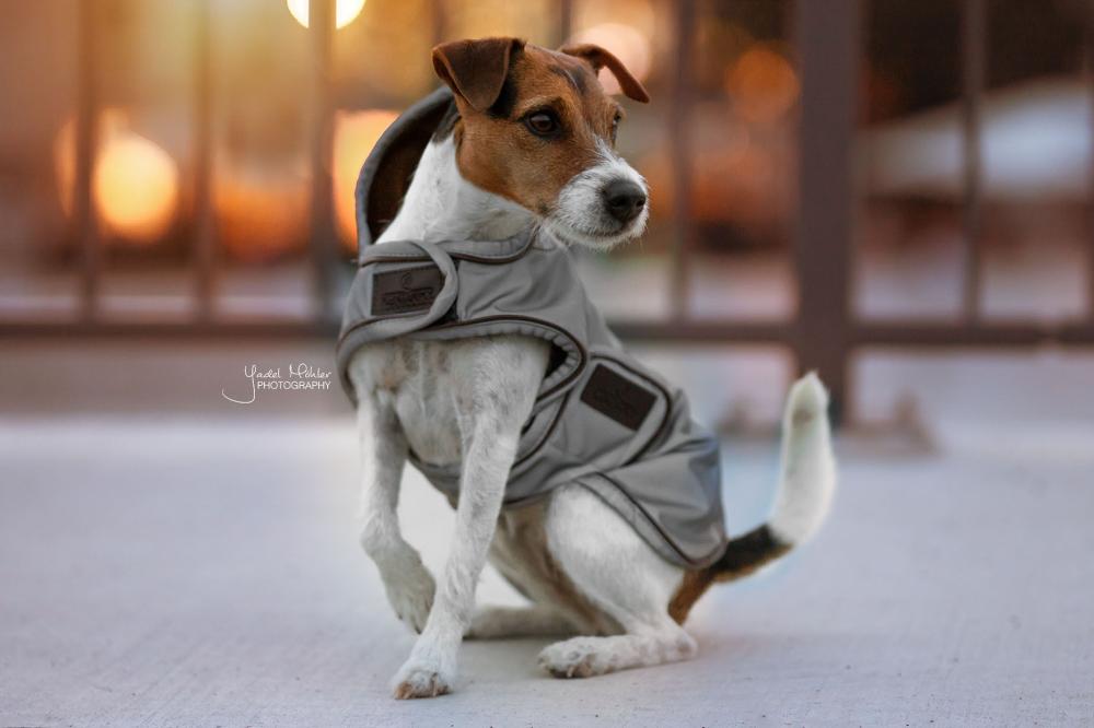 KENTUCKY® DOGWEAR Hundemantel reflektierend & wasserabweisend, silber