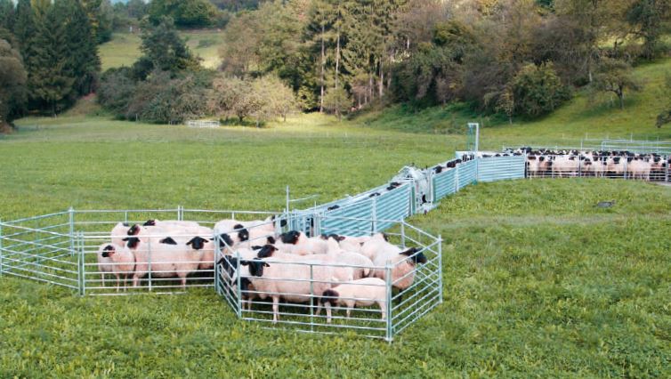 Stoptor, für Schaf-Fanganlagen