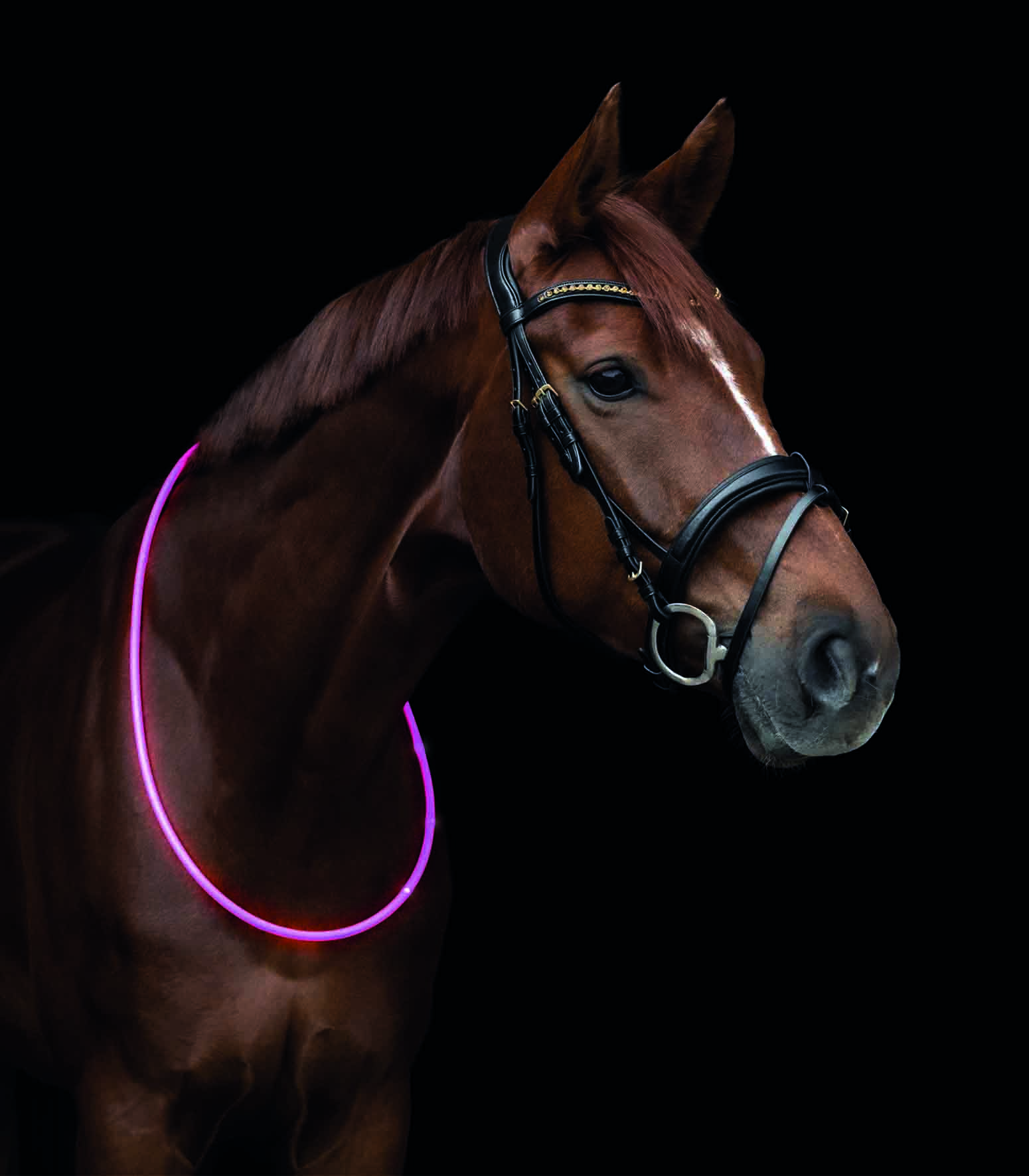 WALDHAUSEN LED-Halsriemen, pink