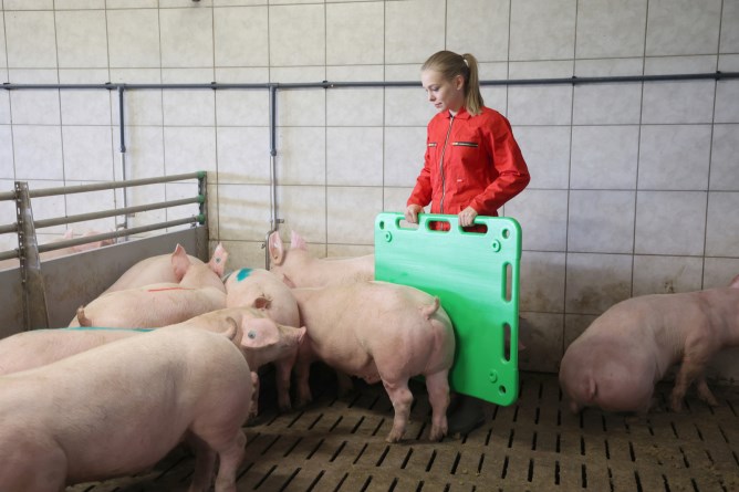 KERBL Schweine-Treibbrett
