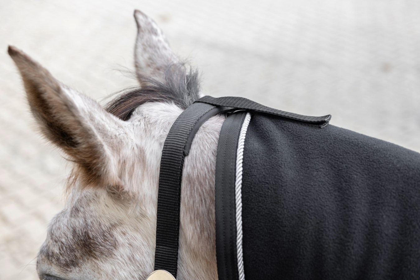 Nahaufnahme des Halsteils einer schwarzen Fleecedecke mit weißer Zierkordel am Genick eines Schimmels.