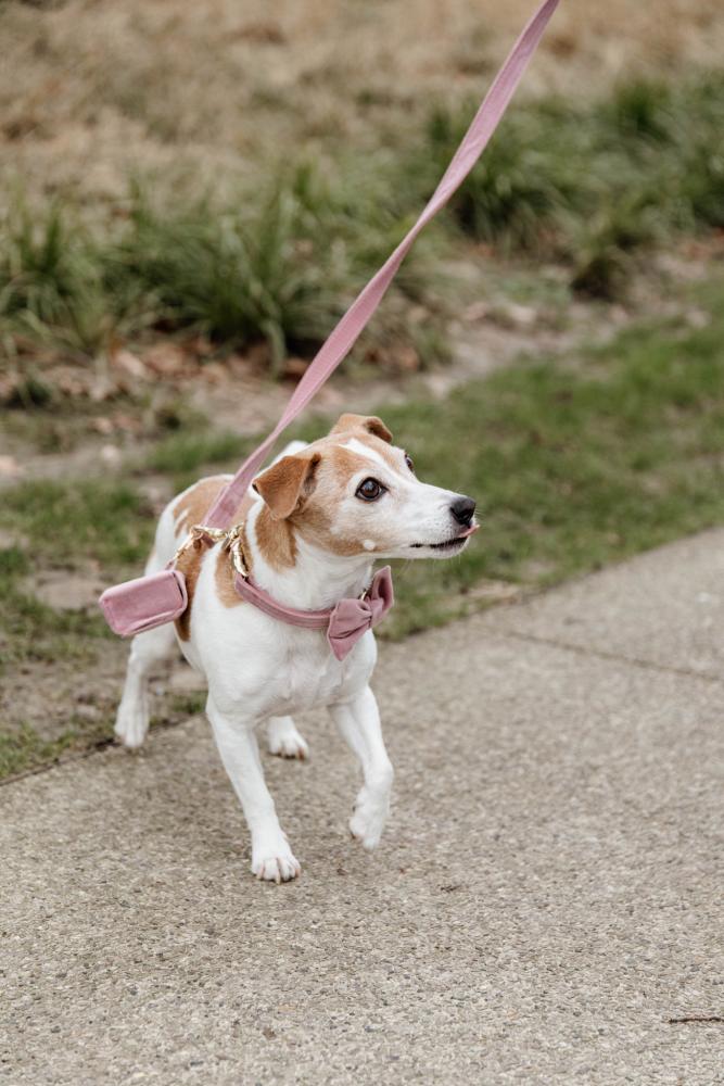 KENTUCKY® DOGWEAR Hundekotbeutelhalter Square, altrosa