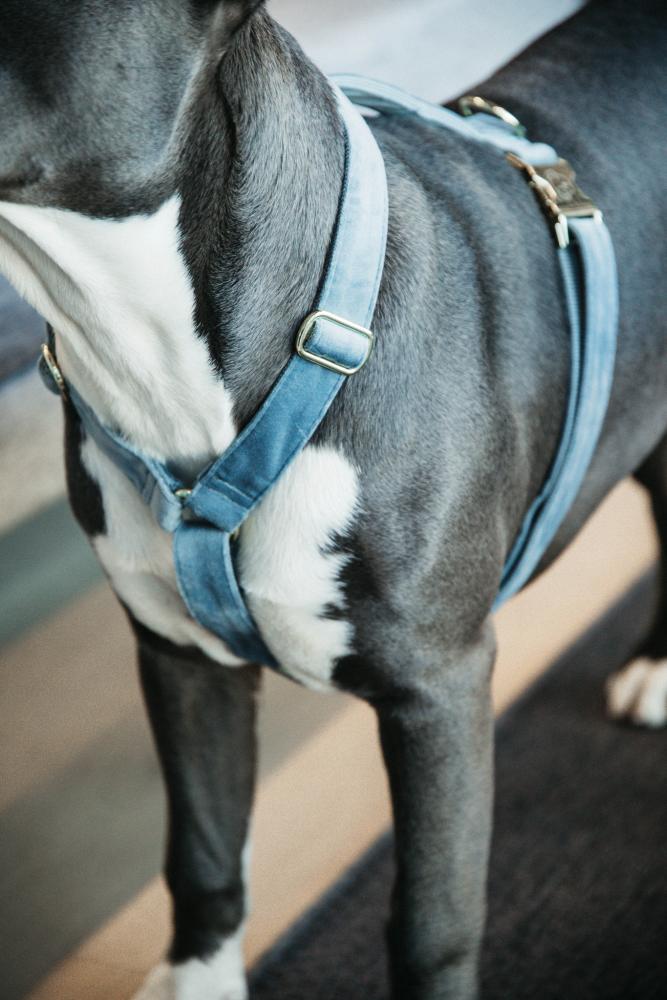 KENTUCKY® DOGWEAR Hundegeschirr Samt, hellblau