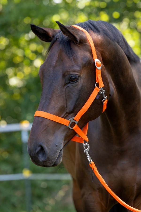 KERBL Nylonhalfter Hippo, orange