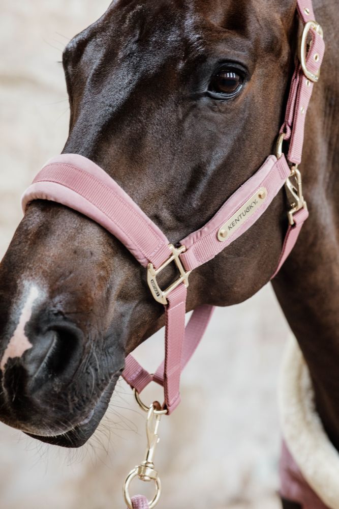 KENTUCKY® HORSEWEAR Velvet Halfter, altrosa