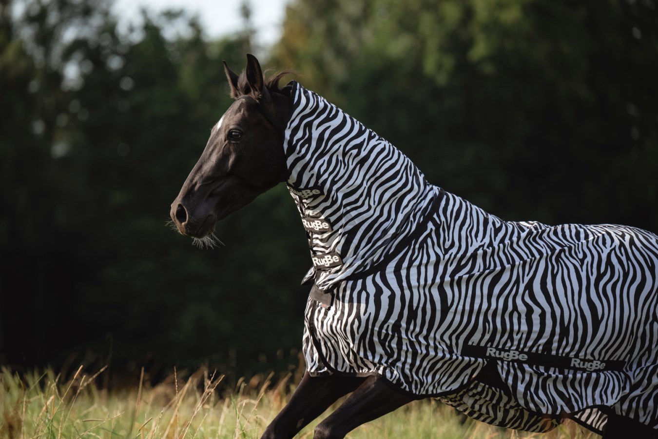 Dunkles Pferd in Bewegung auf einer Wiese mit der KERBL Fliegendecke RugBe Zebra mit Halsteil und Zebramuster.