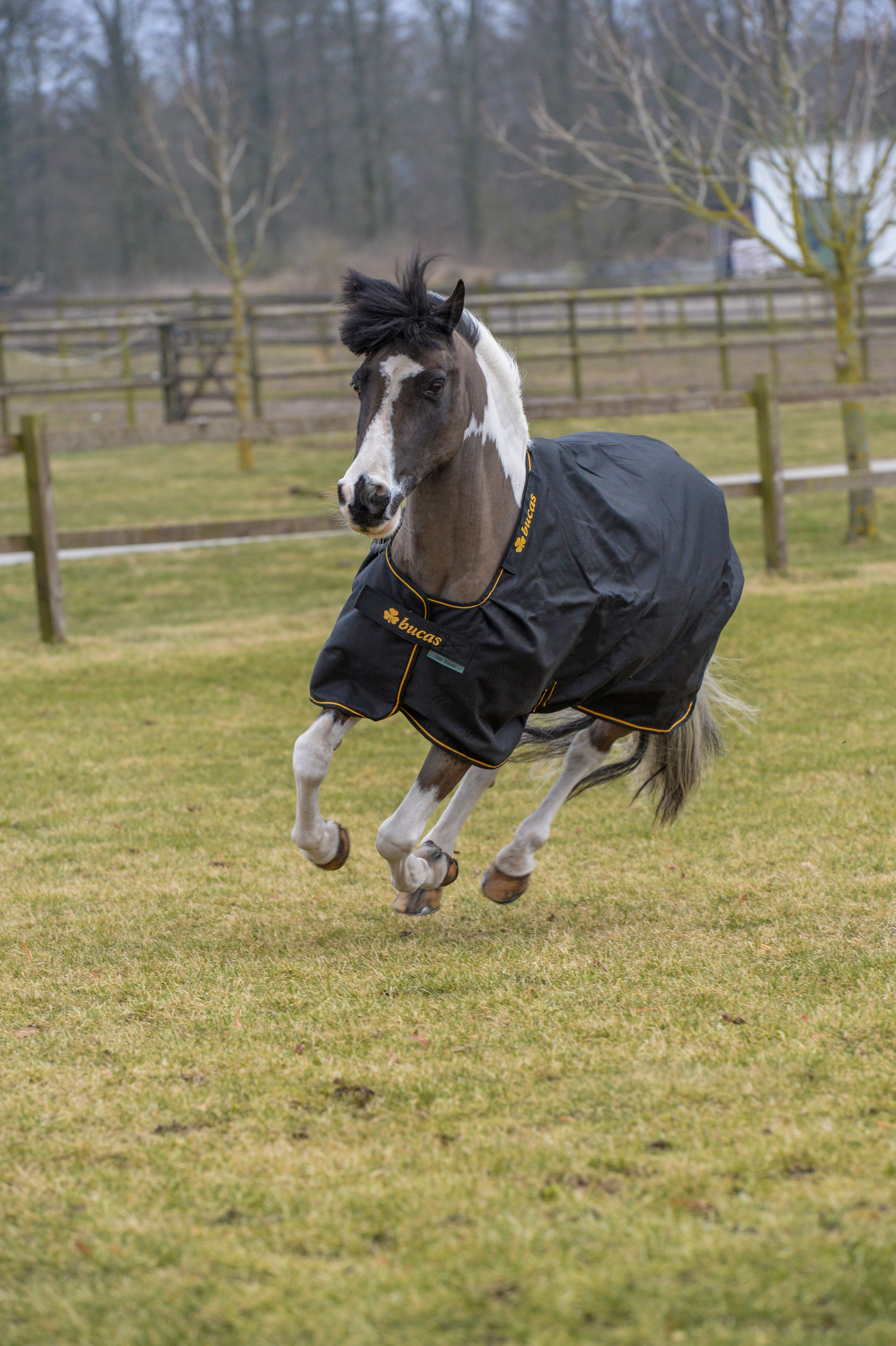 BUCAS Irish Turnout Light 50 g