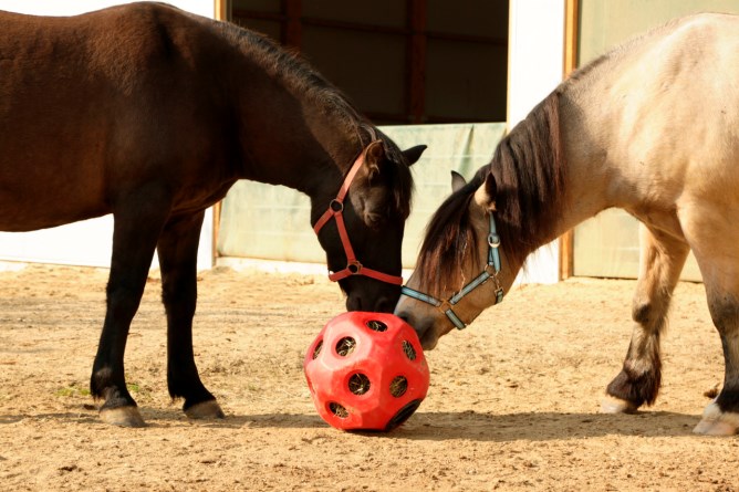 KERBL Futterspielball, Fressöffnung Ø 40 mm