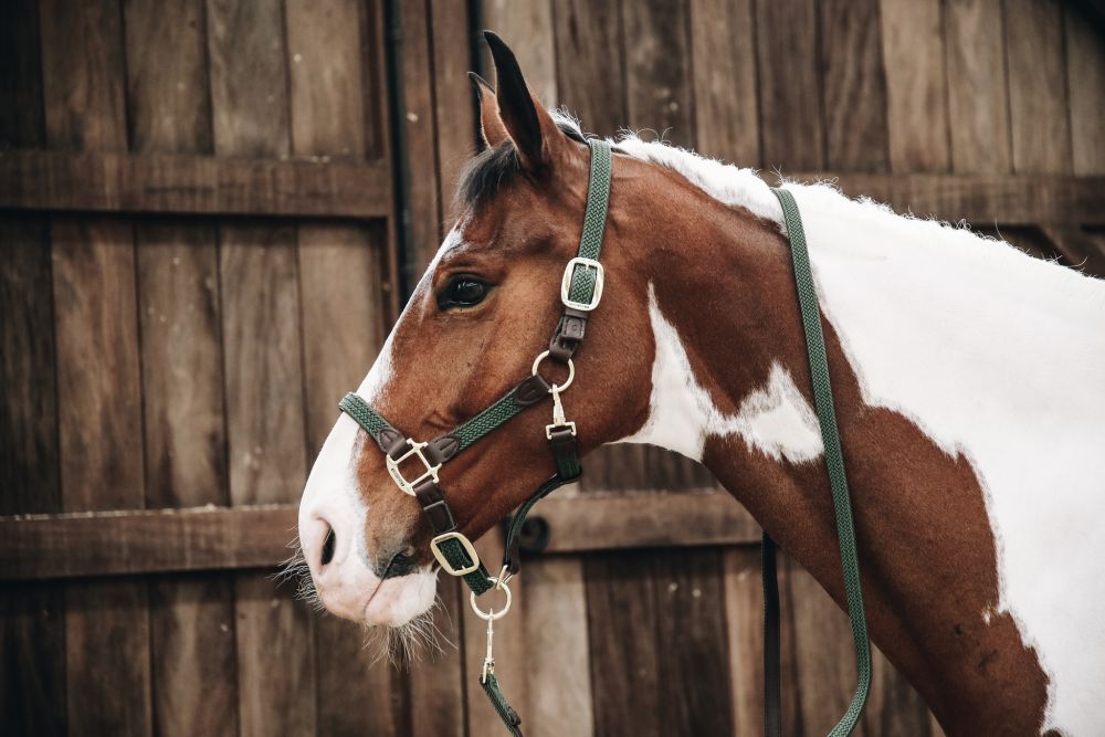 KENTUCKY® HORSEWEAR geflochtenes Nylon Halfter, olivgrün
