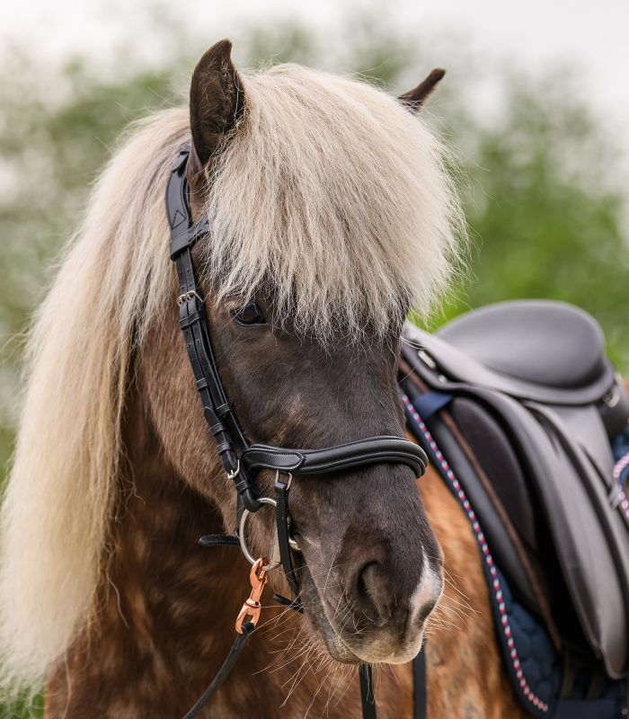 WALDHAUSEN Island Trensenzaum anatomic, schwarz/silber Schwarzer WALDHAUSEN Island Trensenzaum Anatomic aus Leder mit silbernen Beschlägen am Kopf eines Islandpferdes.