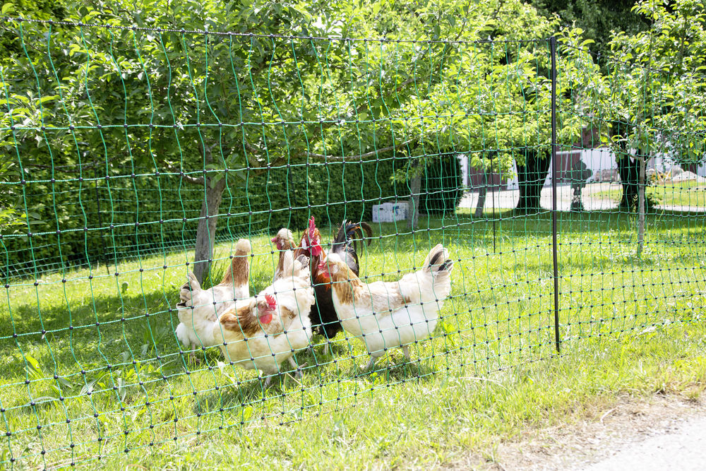 AKO Geflügelnetz PoultryNet, grün, Höhe: 106 cm, elektrifizierbar