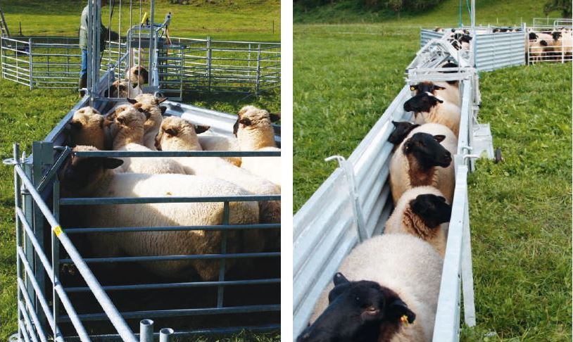 Stoptor, für Schaf-Fanganlagen