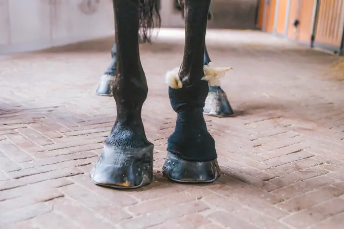 KENTUCKY® HORSEWARE Therapeutische Wolle