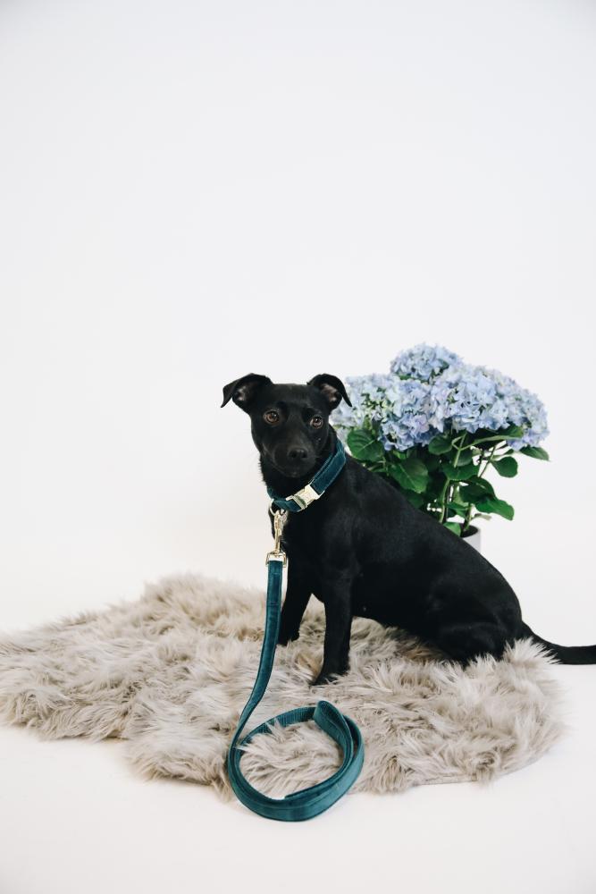 KENTUCKY® DOGWEAR Hundeleine Samt 120 cm, smaragdgrün