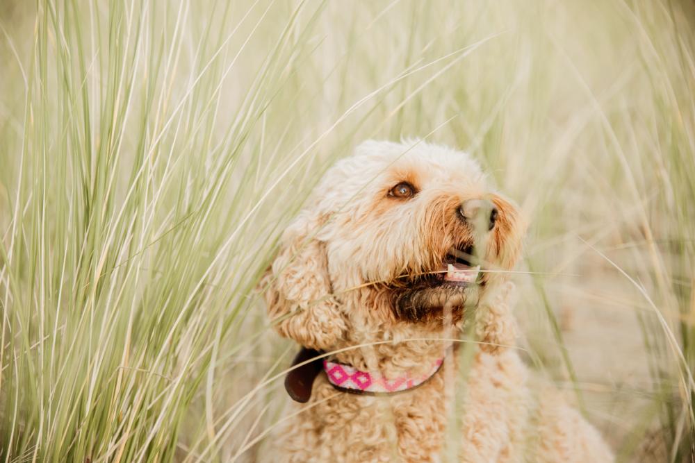 KENTUCKY® DOGWEAR Hundehalsband Pearls, rosa