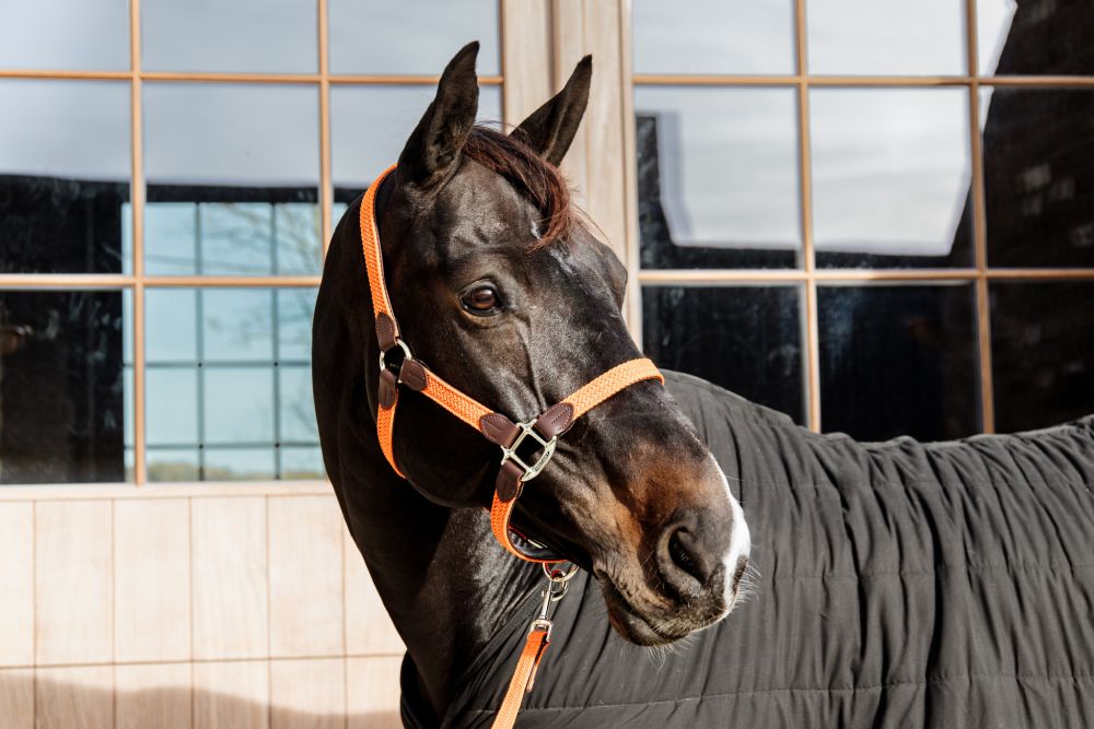 KENTUCKY® HORSEWEAR geflochtenes Nylon Halfter, orange